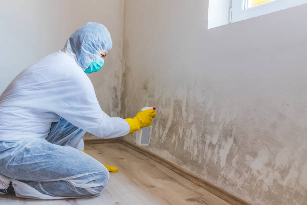 Mold Remediation specialist working in Edgewater