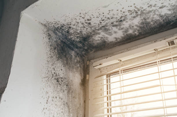Mold Removal service in Edgewater